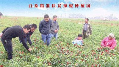 聚焦兩會(huì)：白象食品嚴(yán)守產(chǎn)品質(zhì)量，積極創(chuàng)新研發(fā)，助力鄉(xiāng)村振興